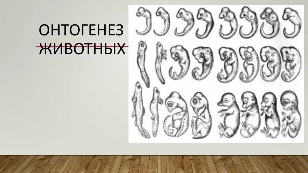 Формы нарушения онтогенеза. Онтогенез животных. стадии онтогенеза у животных. схема онтогенеза животных. этапы онтогенеза животных.