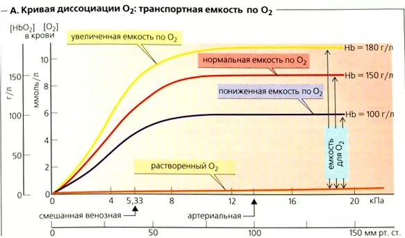 Концентрация кислорода в крови. Снижение содержания кислорода в крови. Понижение содержания кислорода в крови. Уровень концентрации кислорода в крови.