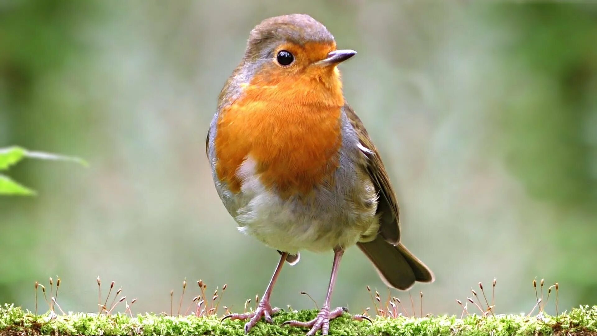 Робин марвел. Робин (dc comics). Robin. Тим дрейк робин. Робин dc comics тим дрейк.