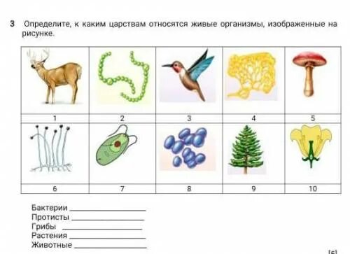 К какому типу относится изображенный организм. К какому царству относится организм изображенный на рисунке. определить к какому царству принадлежит. изображённый на рисунке организм относится к. организм изображённый на рисунке относится к царству грибы.