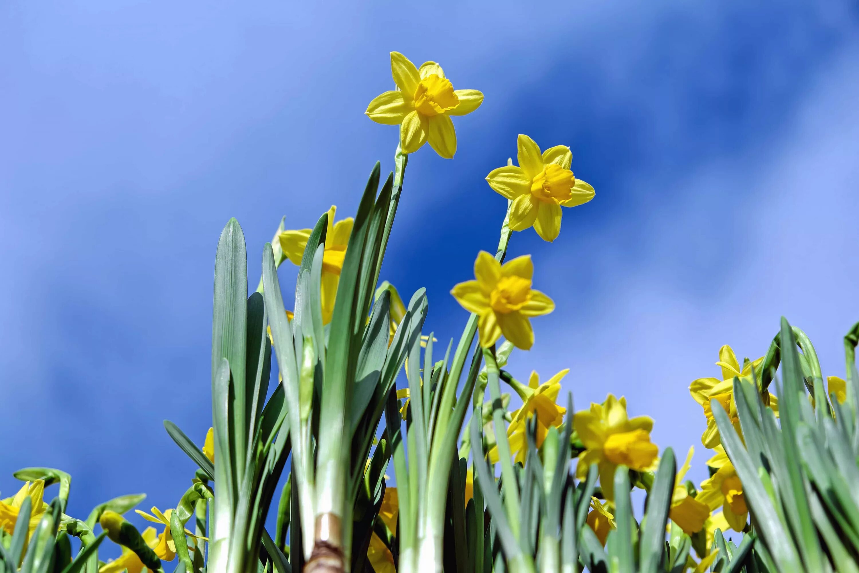 Нарциссы в апреле. Нарциссы фото. нарциссы в природе. желтые апрельские цветы.