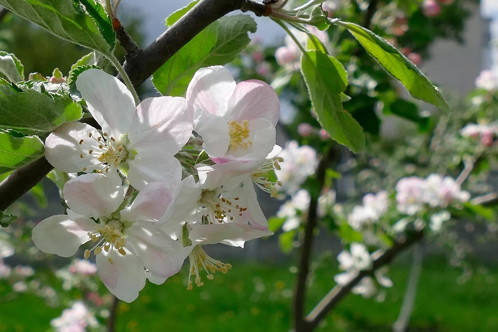 Яблоня. Яблоня Первоуральская (Malus) дерево. Яблоня раскидистая. Северск цветут яблони. Яблоня Карповское.