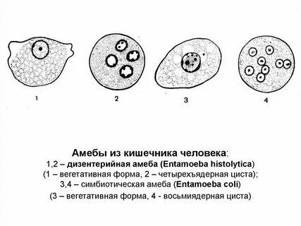 Дизентерийная амеба вред