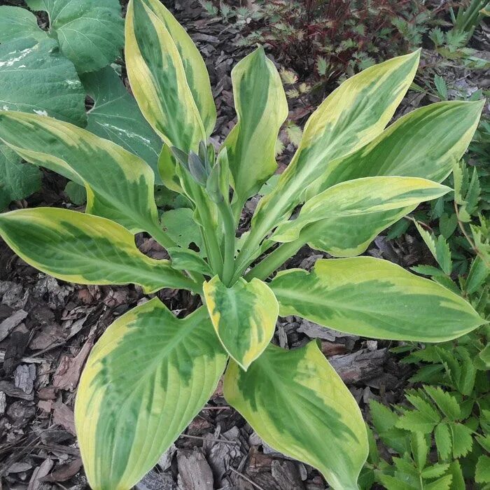 Хоста foxfire palm. Хоста foxfire palm. Хоста фоксфайр палм сандей. Хоста foxfire palm sunday. Хоста форчуна ауреомаргината.