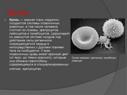 Бывает жидкая ткань