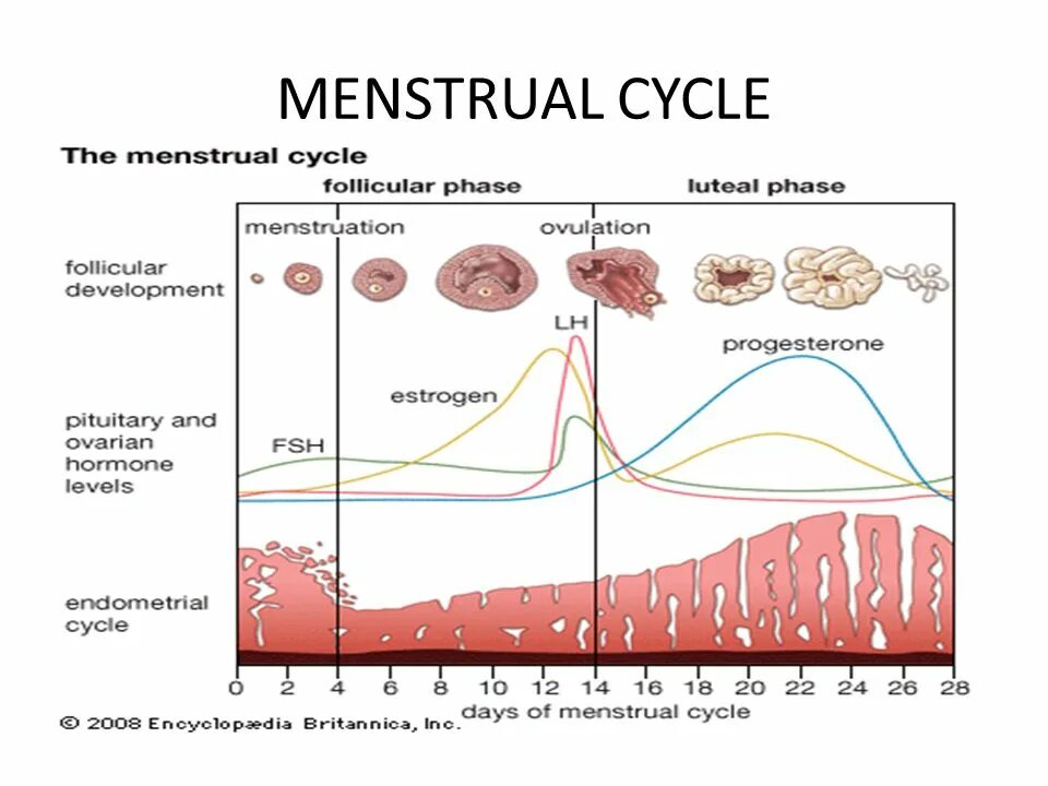 Изменение уровня гормонов. График 2 фазы менструального цикла. Нормальный менструальный цикл схема. Фазы менструационного цикла желтое тело. Фазы менструационного цикла 2-3 день цикла.