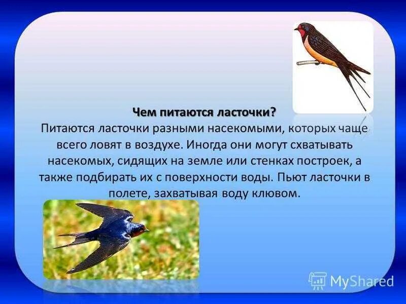 Изящную птицу ласточку называют символом весны. Чем питаются ласточки. Ласточка питается. Ласточки ловят насекомых. Питание ласточки в природе.