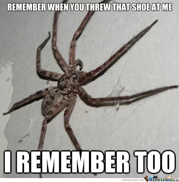 Паук Мем. Мемы с пауками. Прикольный паук. Прикол «паук». Spider memes