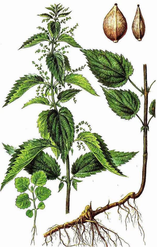 Крапива (Urtica dioica). Крапива двудомная. Крапива двудомная Фармакогнозия. Листья крапивы двудомной. Плод крапивы