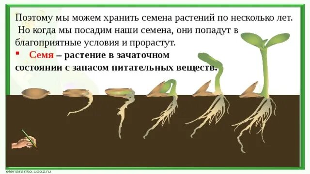 Типы прорастания семян. Семя это зачаточное растение. Прорастание семени двудольного растения. Этапы прорастания семян пшеницы. Почему семена называют