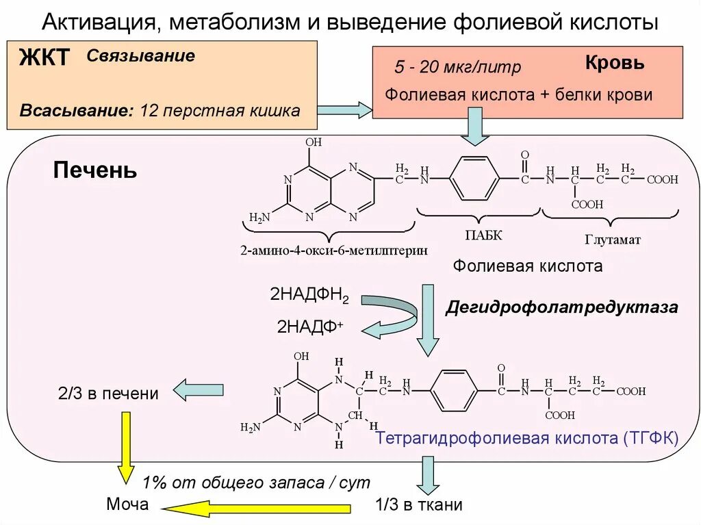 ТГФК биохимия. Тетрагидрофолиевой кислоты. ТГФК кофермент. Образование ТГФК из фолиевой кислоты. Показания фолиевой кислоты