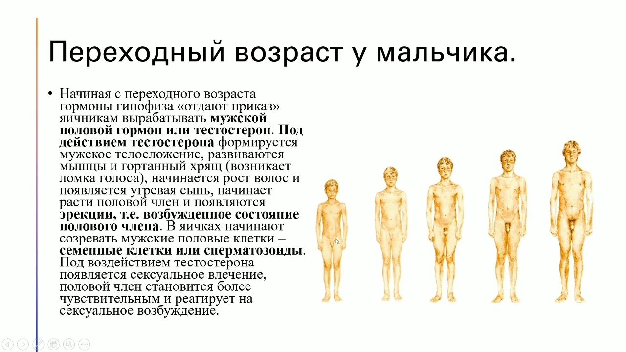 Что составляет репродуктивной системы человека. Общий план строения мужской репродуктивной системы. Функции репродуктивной системы человека. Строение и функции репродуктивной системы мужчины. Репродуктивная система человека строение и функции.