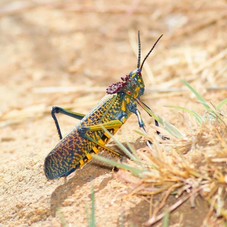 Саранча кобылка. Саранча насекомое. Радужная Саранча (Phymateus saxosus). Мадагаскарская Саранча.