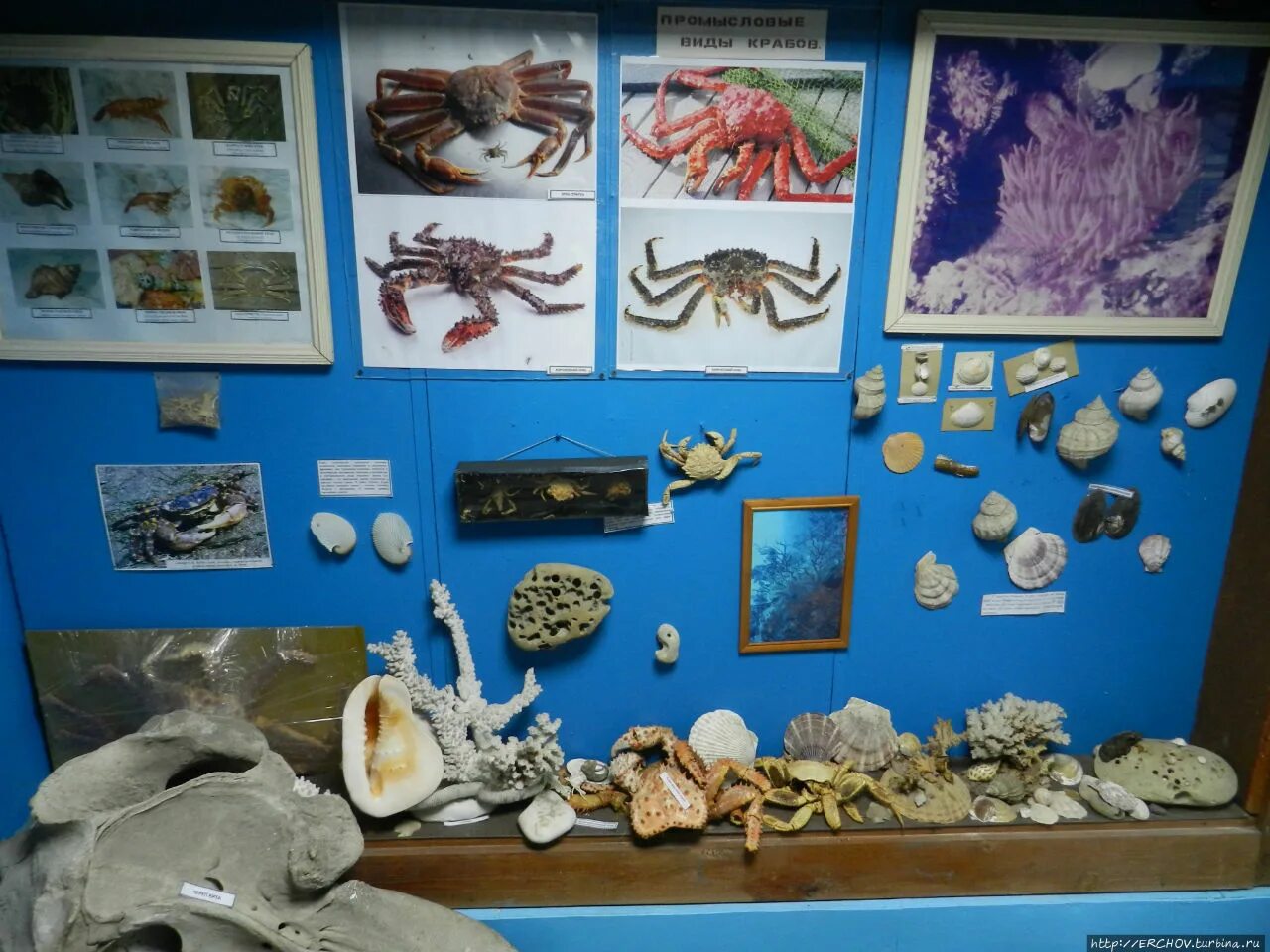 Суздаль кижи. Музей русский остров. Музей таити и островов таити. Guide to the museum. Остров музей 4 буквы.