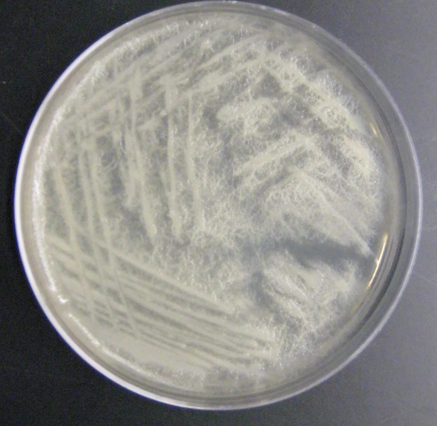 Bacillus subtilis что это. Bacillus cereus колонии. bacillus subtilis 26д. bacillus subtilis макроморфология. b cereus микробиология.