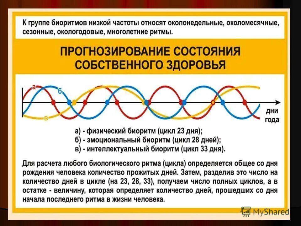 Тип определяющий тип суточного ритма