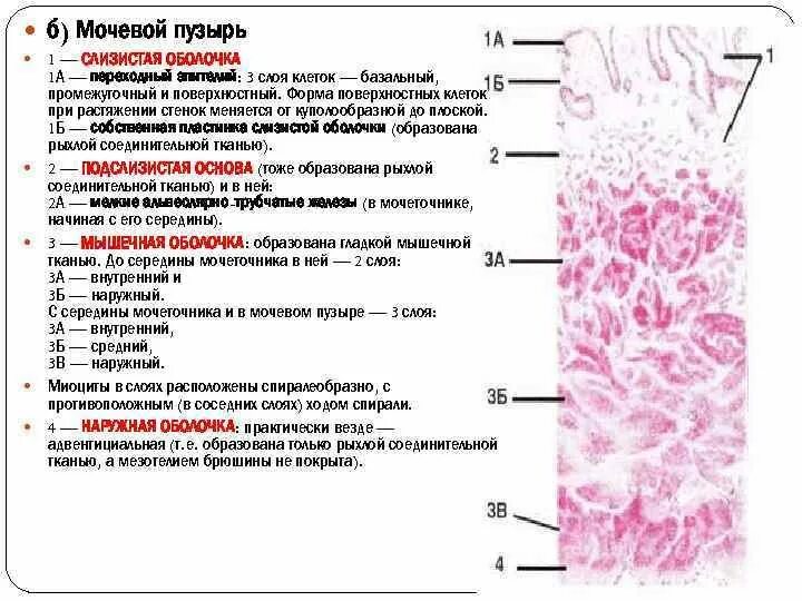 Слои переходного эпителия