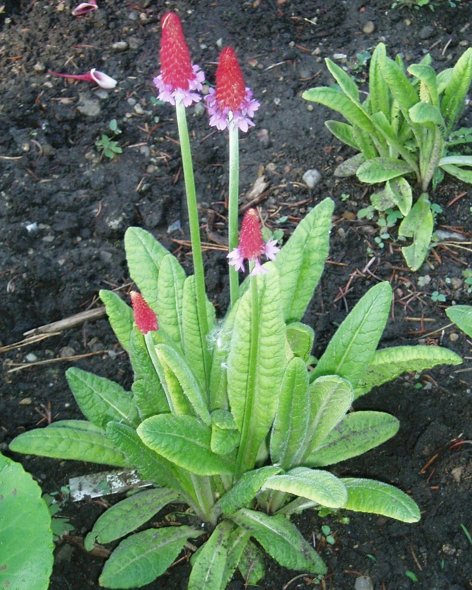 Примула Виалли. Примула Виаля (Primula vialii). Примула Виаля (Primula vialii) p7. Примула Виаля мелкозубчатая.