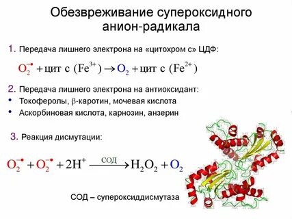 Супероксидный анион радикал