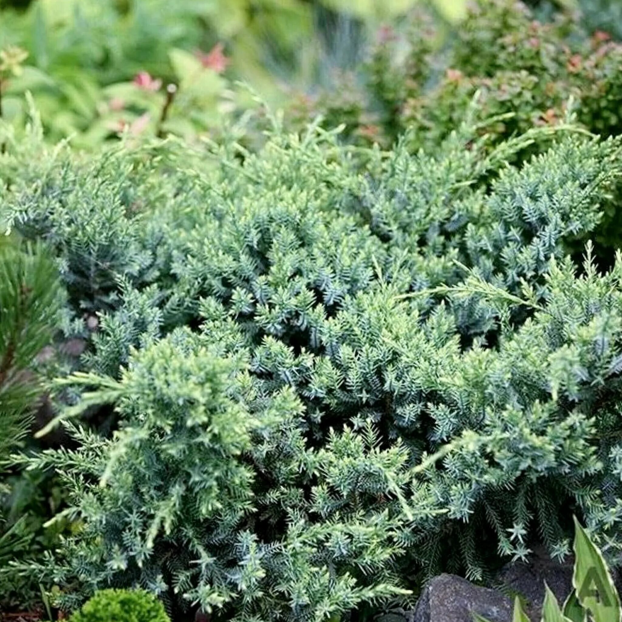 Holger. Можжевельник холгер описание. Можжевельник squamata holger. Можжевельник холгер описание. Можжевельник скуамата хольгер.