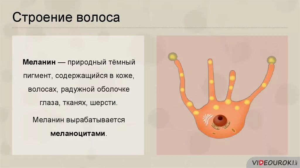 Пигмент содержащийся в коже. Меланин строение. Органы и ткани содержащие пигмент меланин.