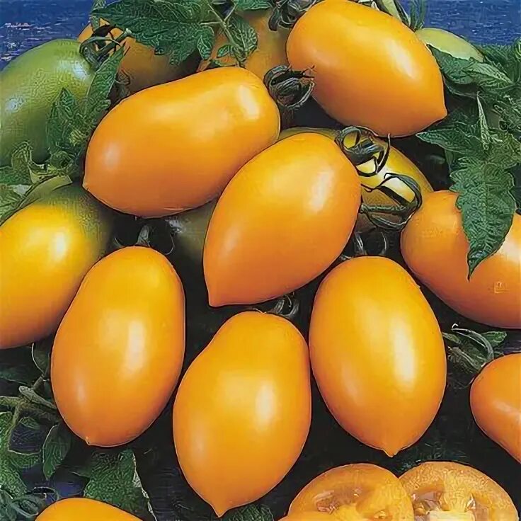 Томат органза f1. Томат органза семена. Томат органза f1. Томат сливовидный органза. Томат органза f1.