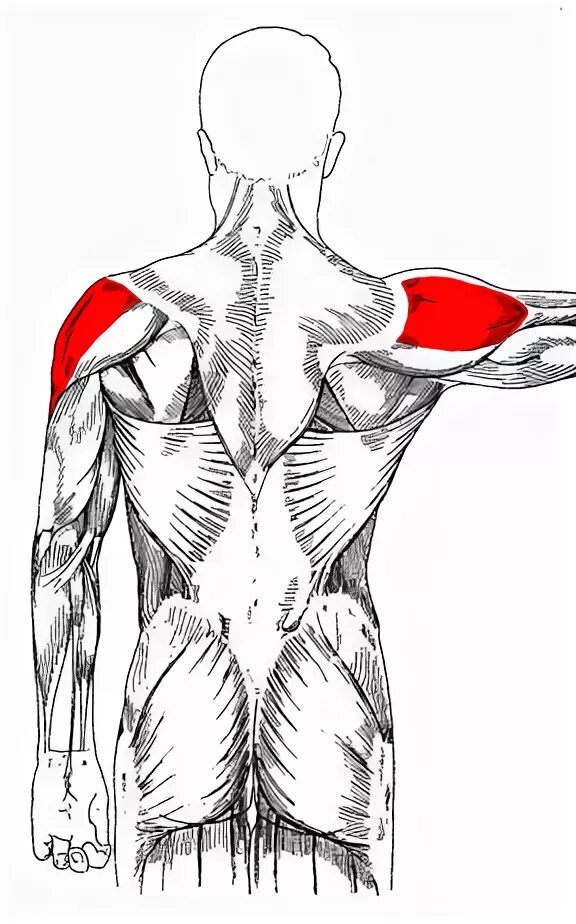 Задний пучок дельтовидной мышцы. Анатомия мышц задняя Дельта. Задняя Дельта плеча анатомия. Дельтовидная мышца отведение.