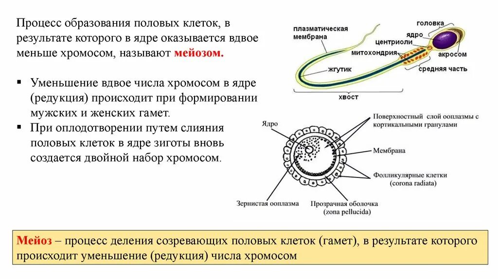 Образование гамет происходит в результате