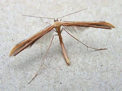 Emmelina monodactyla