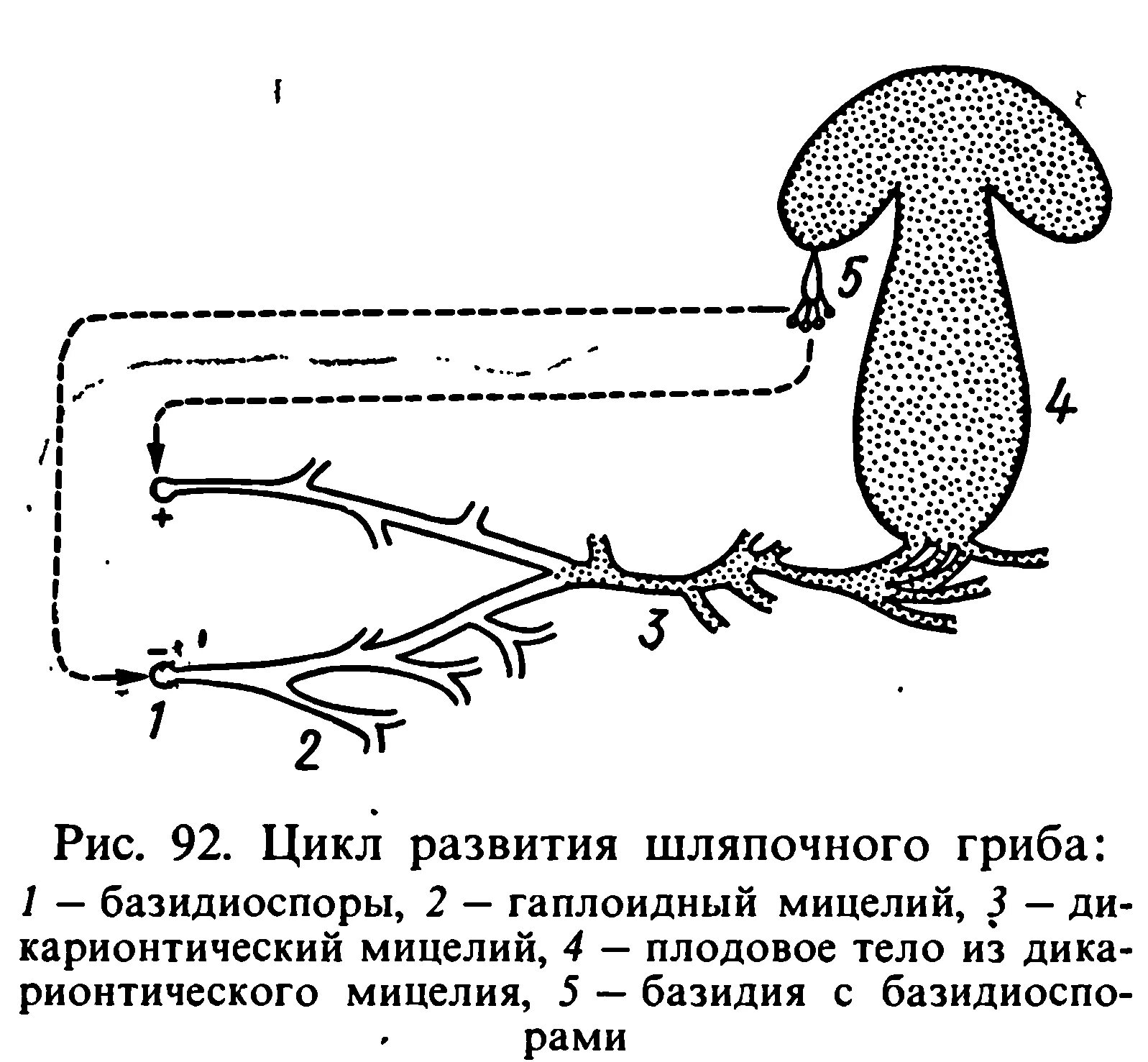 Жизненный цикл базидиомицетов. Цикл развития базидиальных грибов. жизненный цикл базидиальных грибов схема. жизненный цикл грибов базидиомицетов. жизненный цикл базидиомицетов схема.