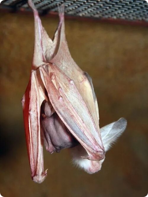 Бледный копьенос. Австралийский ложный вампир (Macroderma Gigas). Желтокрылый ложный вампир. Ложный вампир летучая мышь. Австралийский ложный вампир
