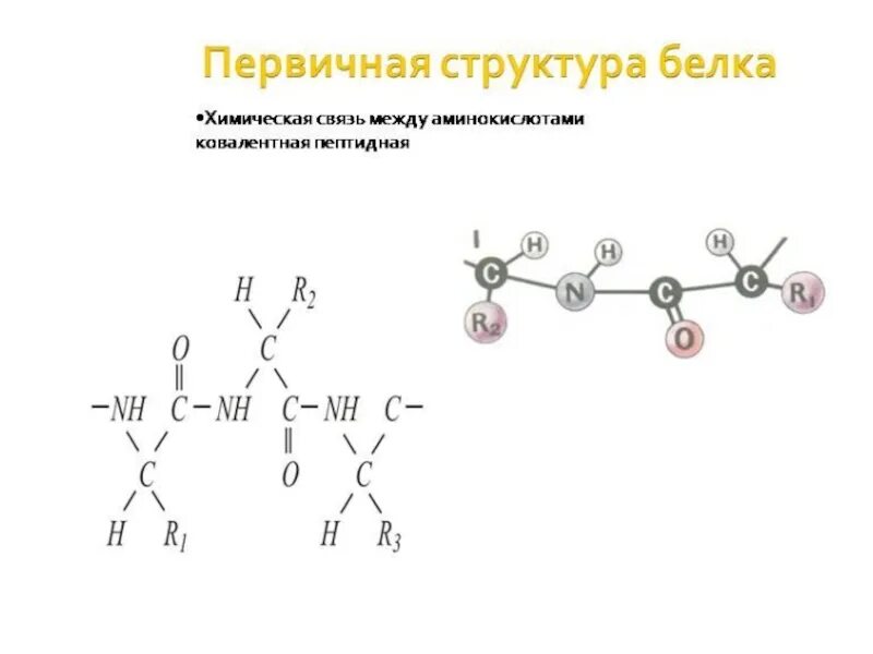 Первичная структура белка это последовательность. Механизм образования первичной структуры белка. первичная структура белка формула. первичная структура белка структура. первичная структура белков представлена.