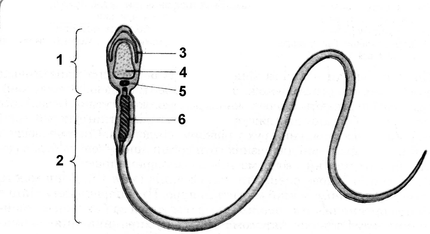 5 мужская гамета. Схема строения сперматозоида. Строение сперматозоида рис. Строение сперматозоида млекопитающего. Строение сперматозоида млекопитающего рисунок.