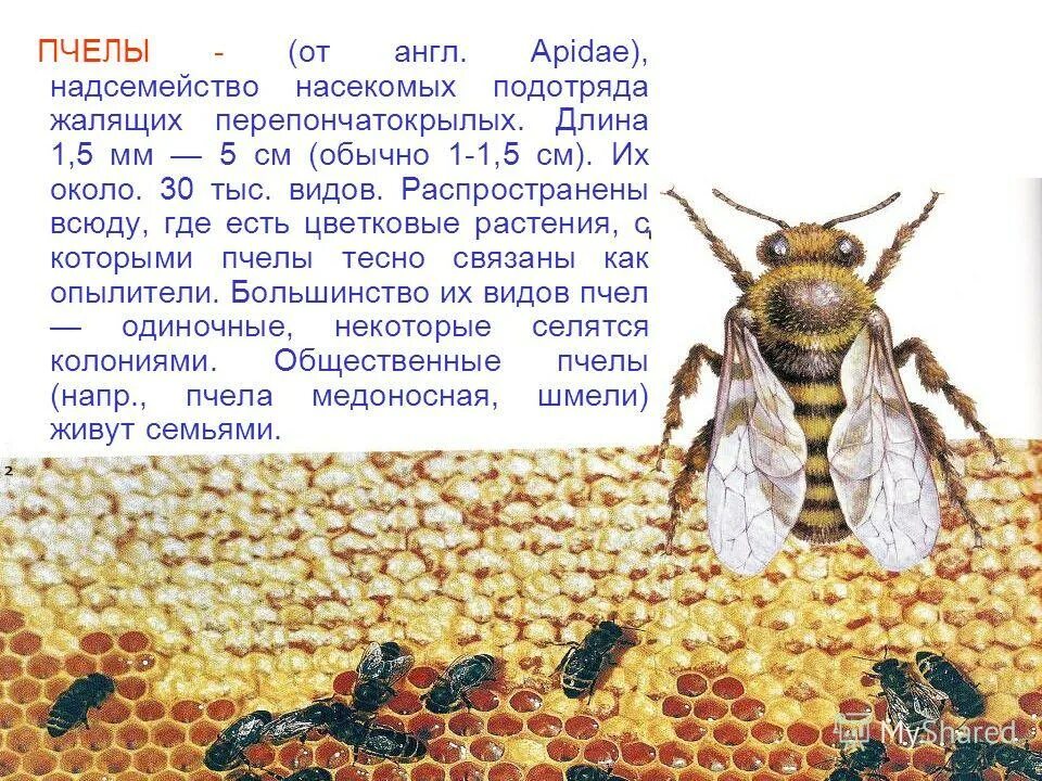 Насекомое пчела 2 класс. Пчела описание. Характеристика пчел. Рассказ о пчелах. Пчела для презентации.