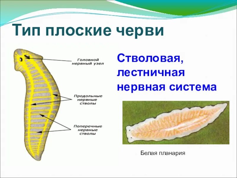 Каких органов нет у планарии