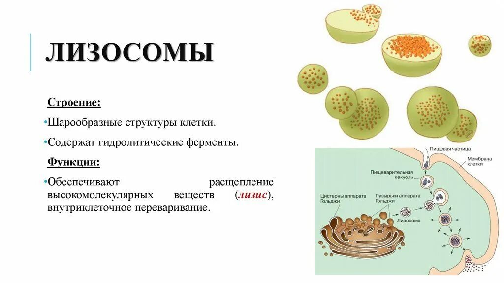 Расщепление биополимеров органоиды