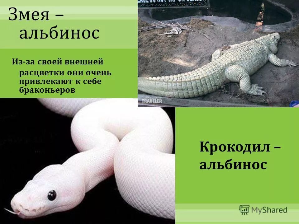 галка альбинос. альбинос сканворд. воробей альбинос. белая крыса альбинос. суматранский носорог.