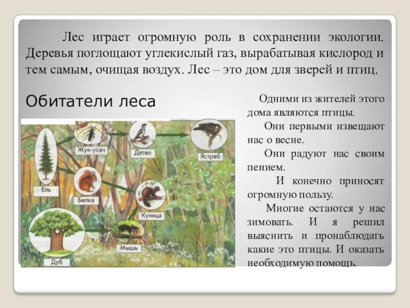 Какую роль играют птицы в сообществе леса. Деревья поглощают углекислый газ. роль деревьев в экологии. поглощение углекислого газа деревьями. экологическая роль леса.