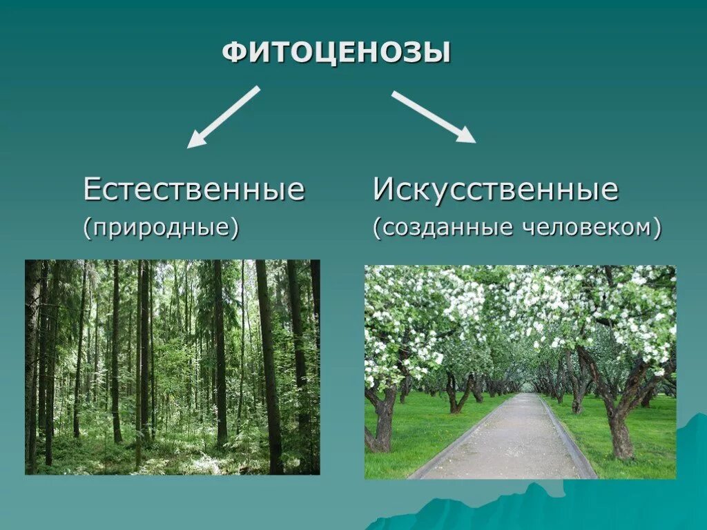 Какие растения в искусственных сообществах
