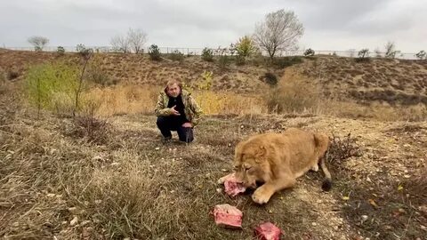 Лев асмр