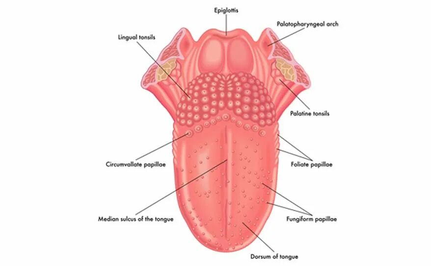 Foot tongue. Язык человека строение фото.