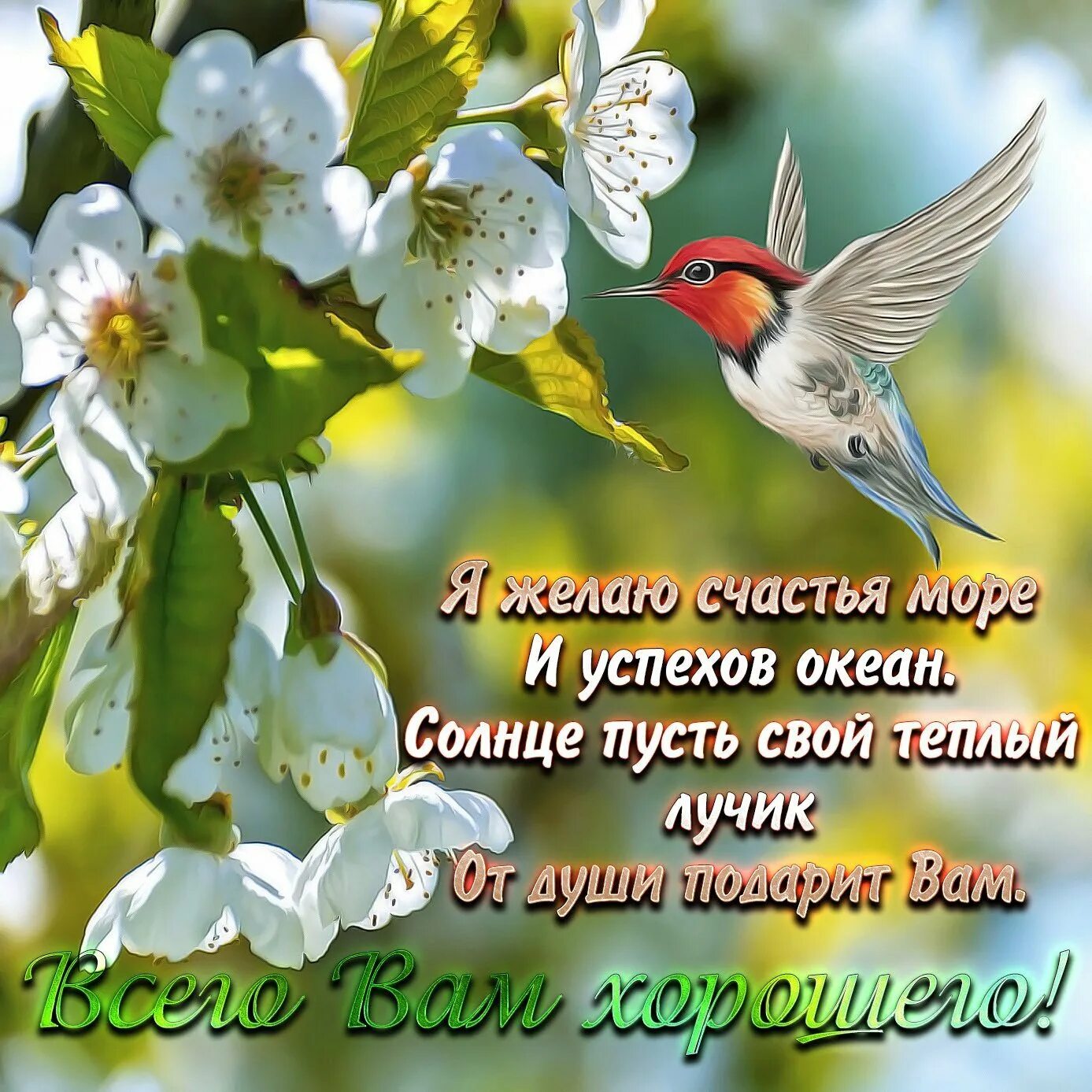 Пожелать доброго весеннего дня. Красивые пожелания с добрым. доброго весеннего дня. открытки весенние с пожеланиями. пожелания доброго дня.
