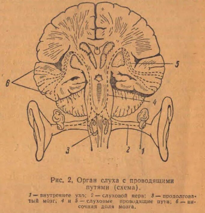 Проводящие пути органа слуха. Слуховой проводящий путь. Слуховые проводящие пути. Проводящие пути слухового анализатора. Проводящий путь органа слуха