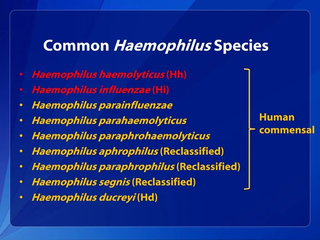 Haemophilus haemolyticus в норме. Гемофилус парагемолитикус. Haemophilus parainfluenzae норма. Haemophilus parainfluenzae в зеве.