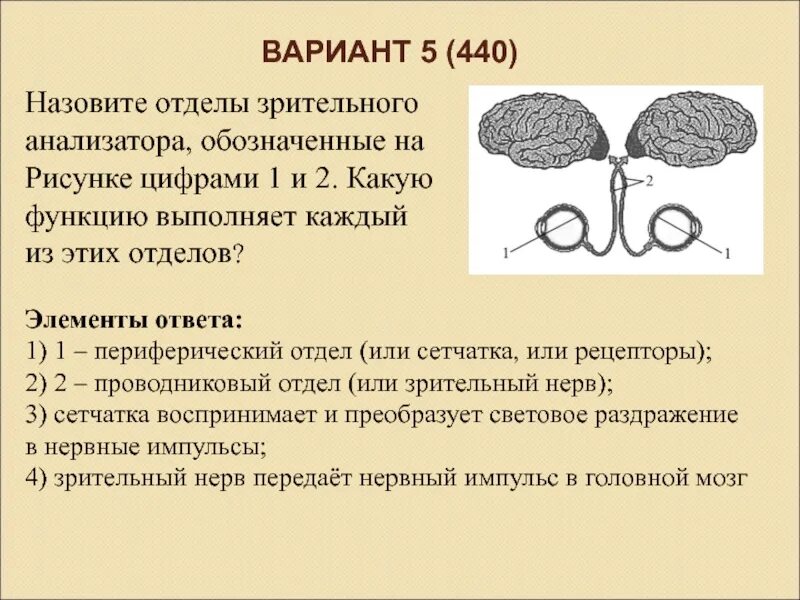 Функции каждого отдела анализатора. Периферический и проводниковый отдел зрительного анализатора. Перечислите отделы зрительного анализатора. Назовите отдела зрительного анадизаьлра. Функции отделов зрительного анализатора.