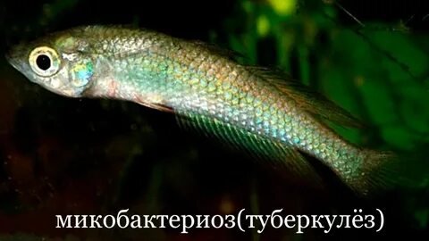 Микобактериоз