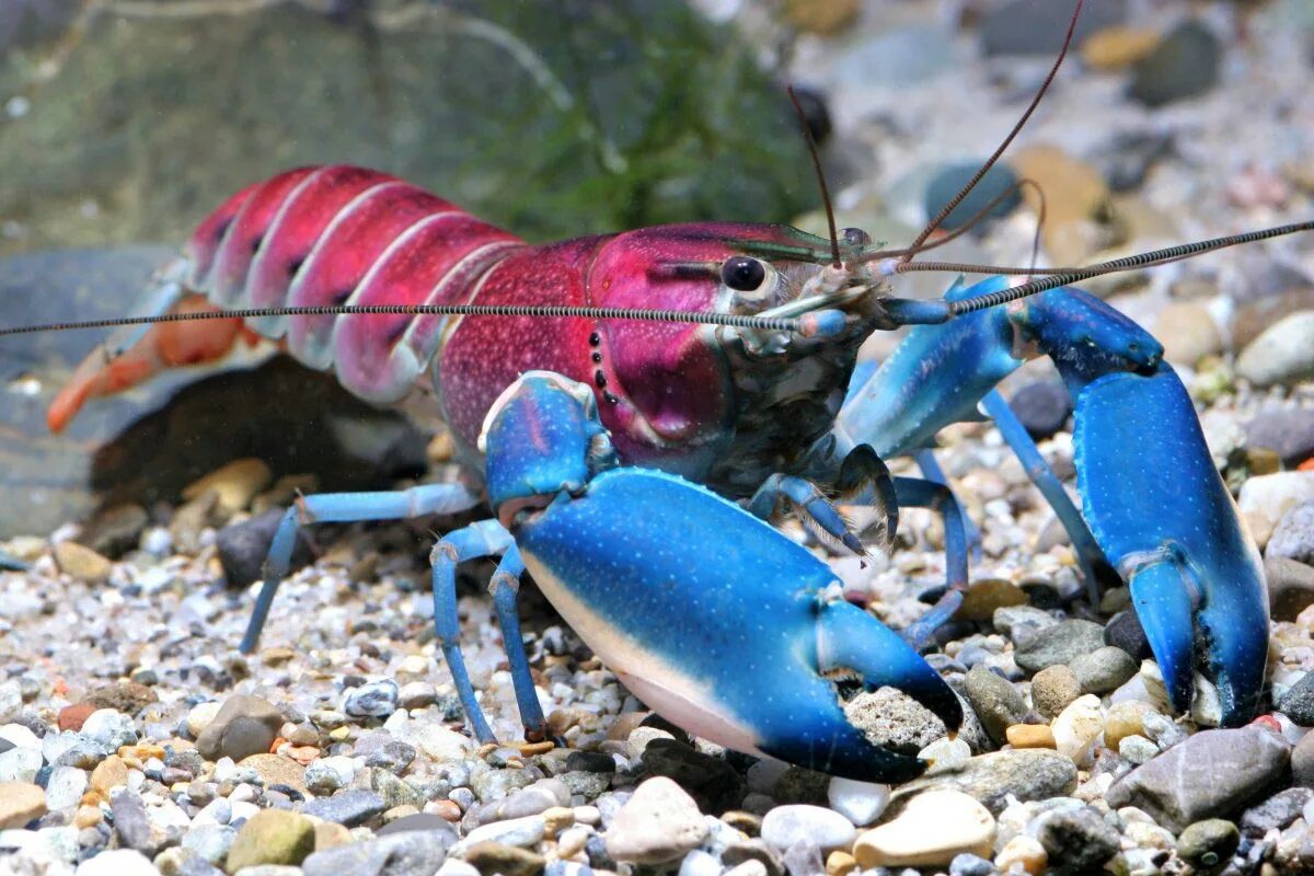 Красный Флоридский краб. Флоридский лангуст. Cherax boesemani. Краб карликовый красноклешневый.