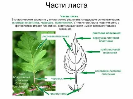 Лист орг новосибирск
