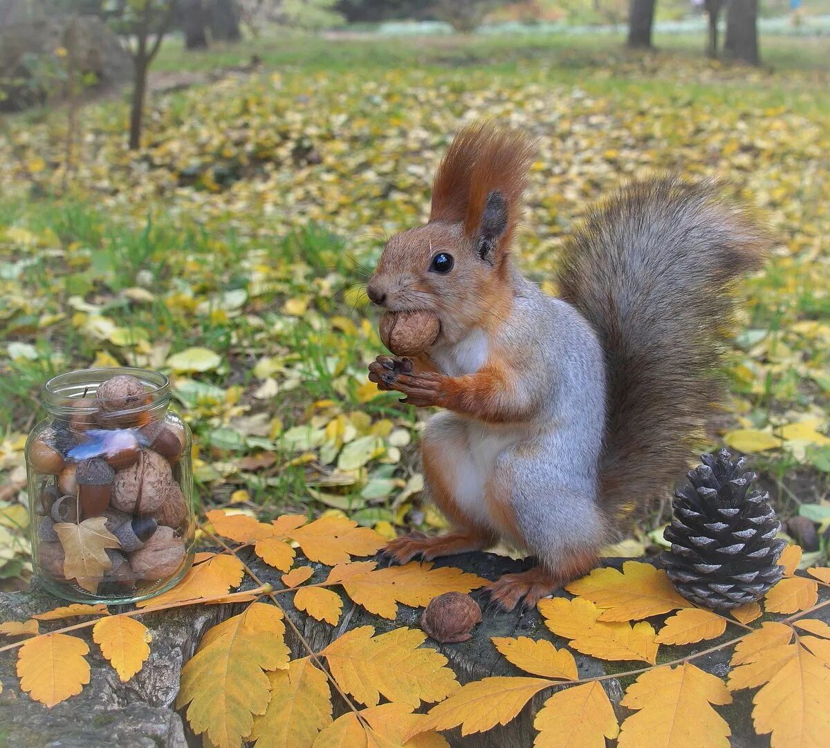 орешки для белки. белки орехи осень. осень белка. белки орехи осень. осень животные.
