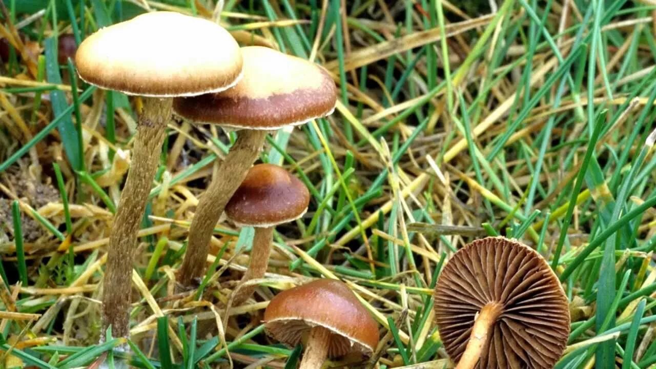 гриб боровик (латинское название bóletus) Stuffed mushrooms, Wild mushrooms, Wil
